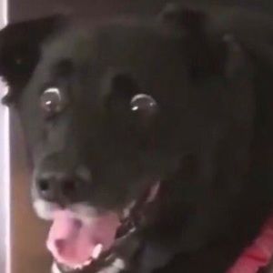 Meet your Posher, Peter